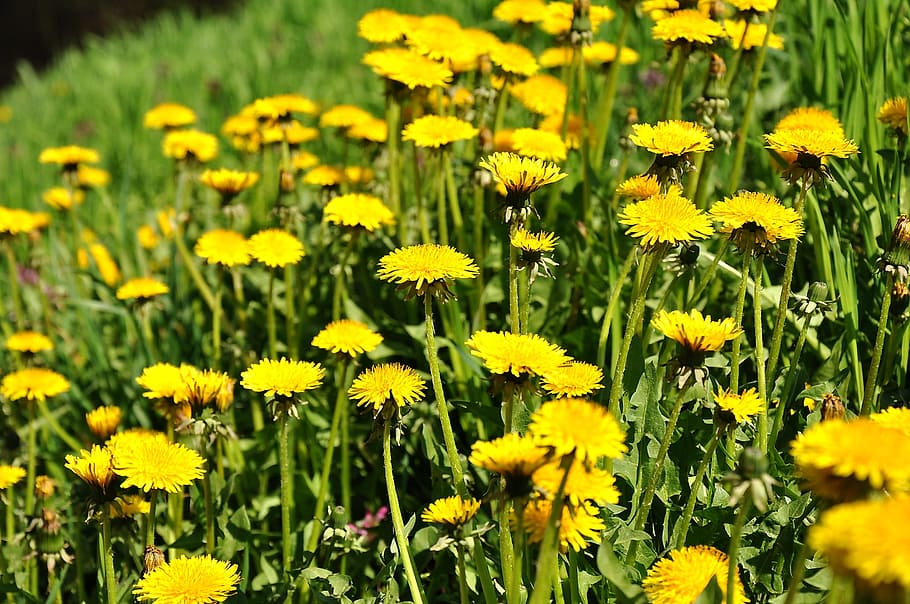 dandelion, yellow flower, spring, meadow, sunshine, flowering plant HD wallpaper