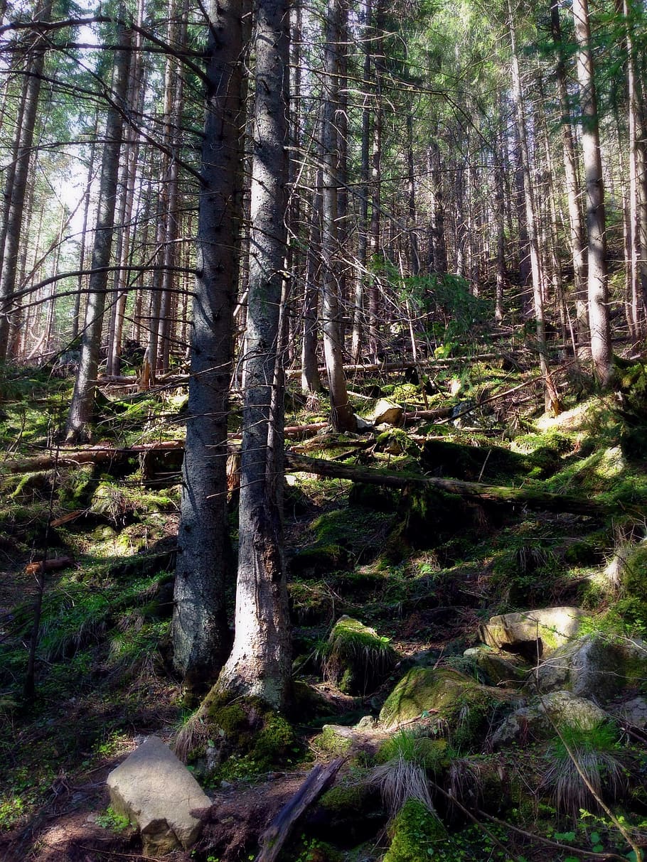 Mountains, Tatry, Forest, Tree, landscape, nature, woodland HD wallpaper