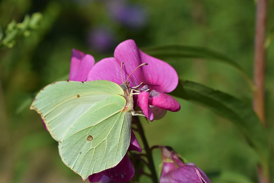 butterfly, flower, white, insect, nature, summer, garden, macro HD wallpaper