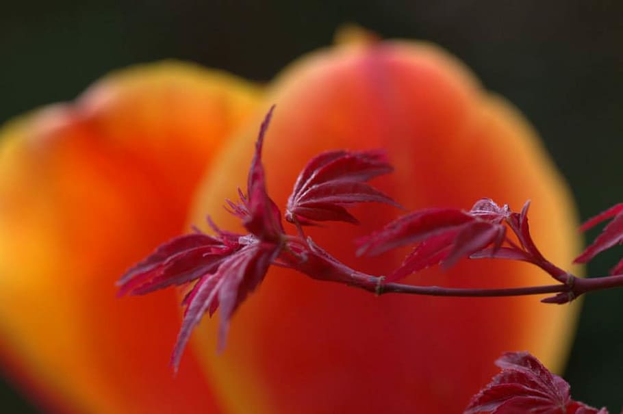 Maple, Tulip, Flower, Tree, Spring, close-up, no people, plant HD wallpaper