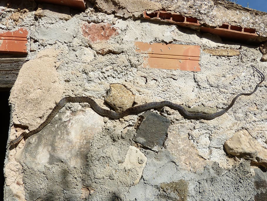 snake, wall, threat, architecture, wall - Building Feature HD wallpaper