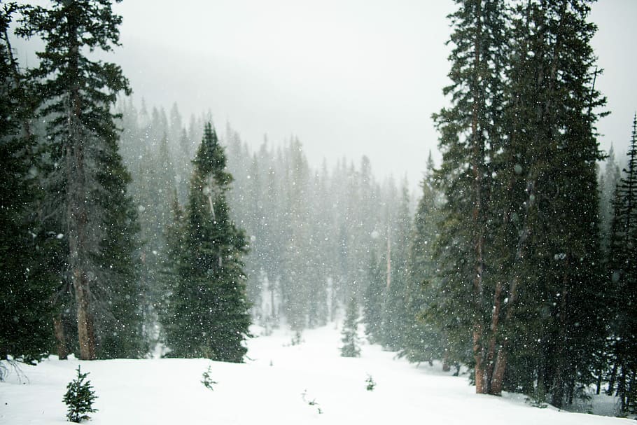 forest during winter, green tree field with snow, snowy, snowfall HD wallpaper