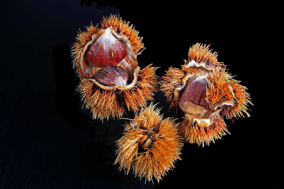 chestnut, spur, housing, brown, prickly, fruits, autumn, nature