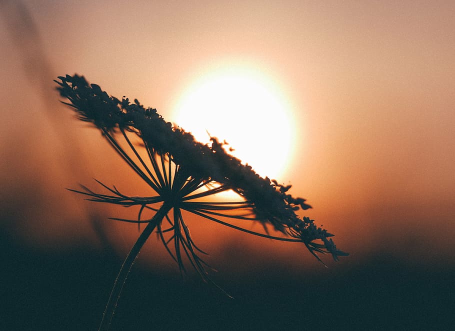 close-up photo of Queen Anne's lace flower at sunset, silhouette HD wallpaper