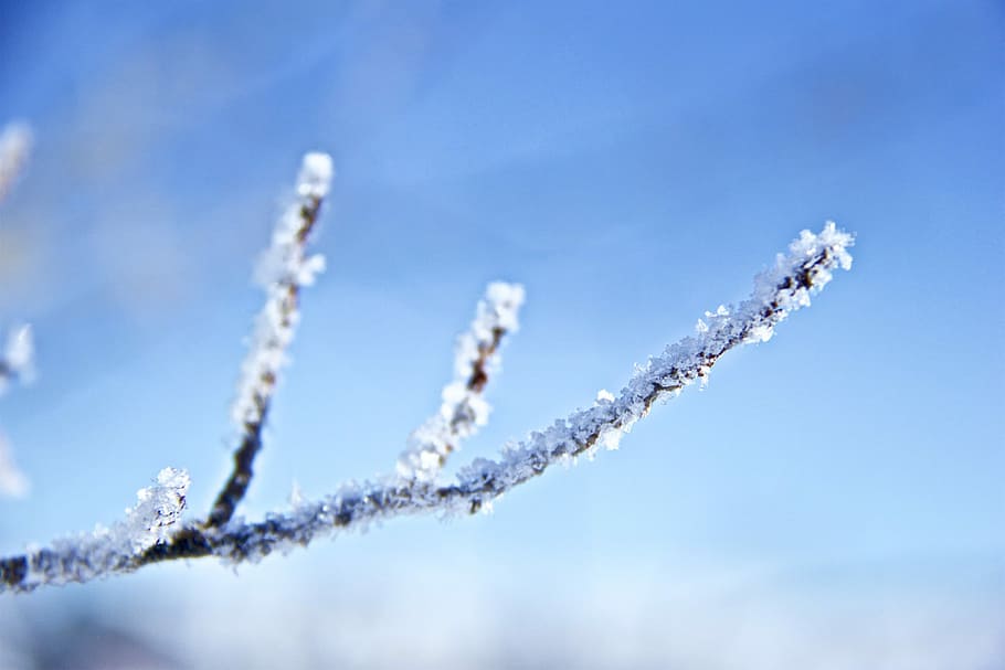 shallow focus photography of white flower, snow, twig, tree HD wallpaper