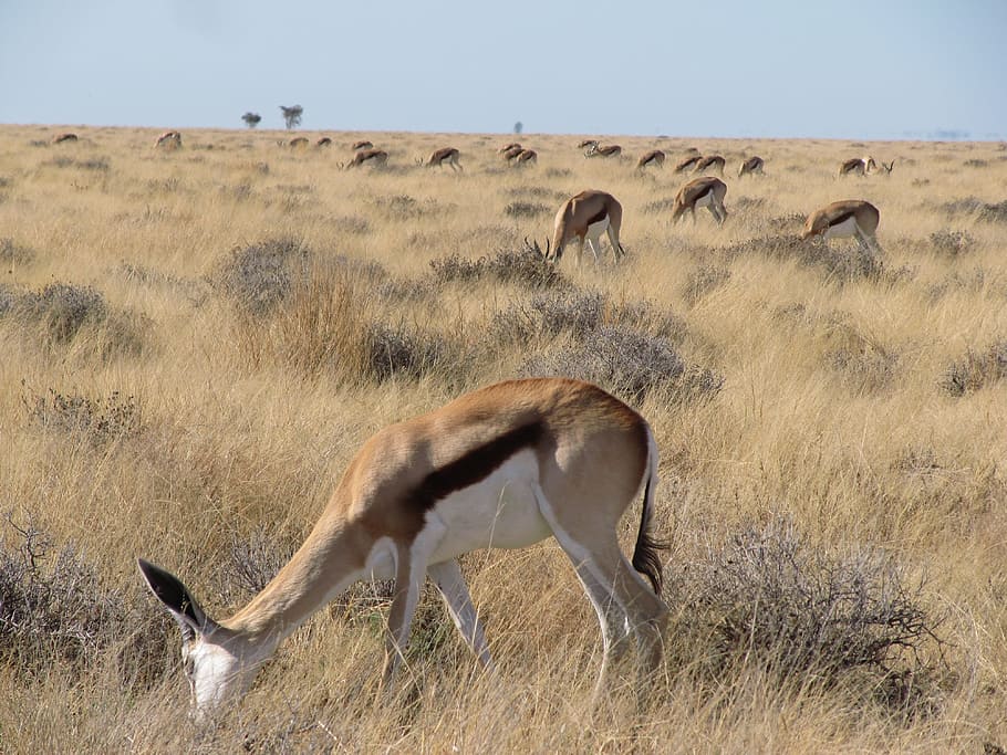 springbook, namibia, etosha, kalahari, animal, animal wildlife HD wallpaper