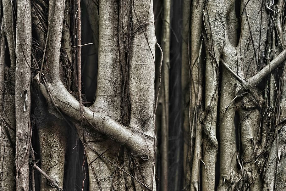 brown tree trunk, photo of tree trunk, trees, trunks, woods, forest HD wallpaper