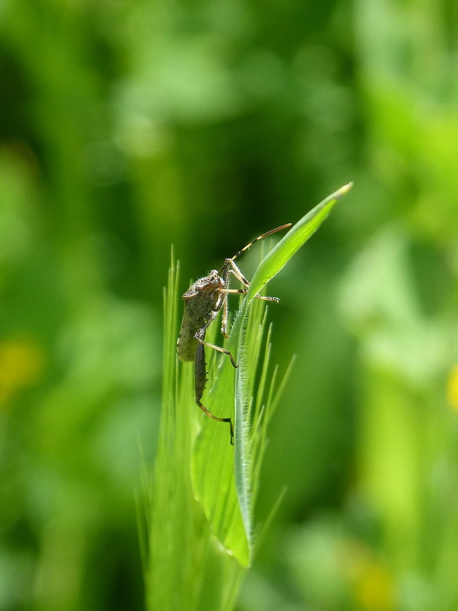 insect, strange, leaf, nature, plant, lawn, invertebrate, animal themes HD wallpaper