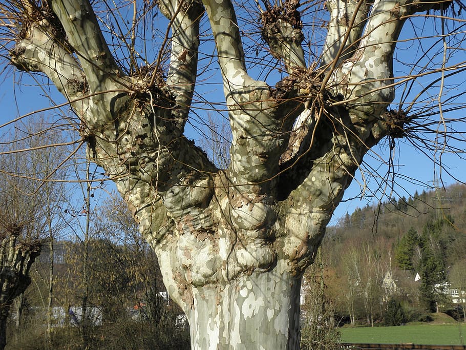 nature, tree, plane, plant, day, no people, trunk, tree trunk HD wallpaper