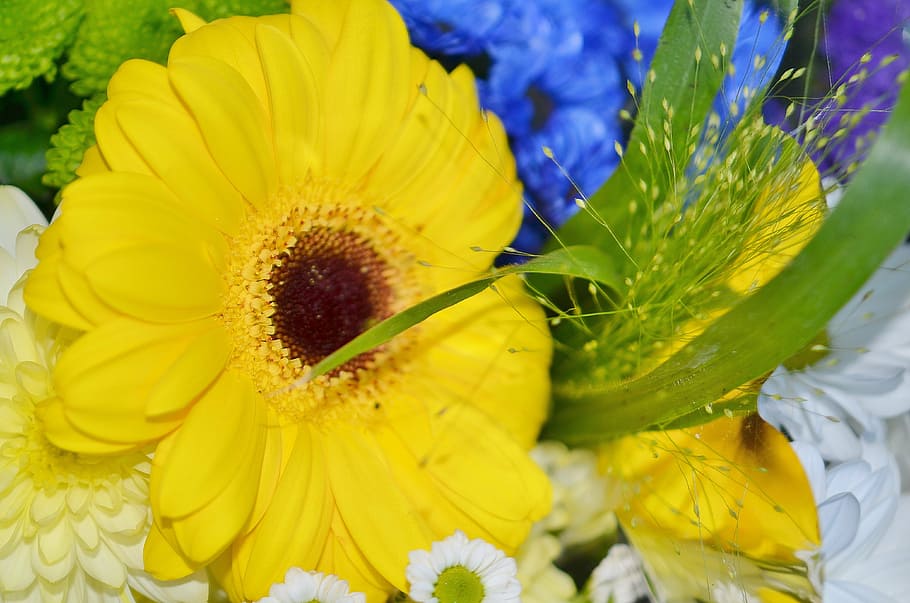 sun wing, flower, blue, white, yellow, rosy helipterum roseum HD wallpaper