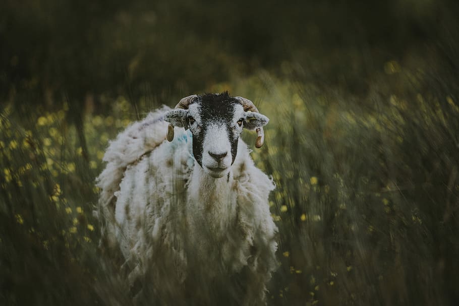 white and black goat walking on green grass, white and black goat near green plants HD wallpaper