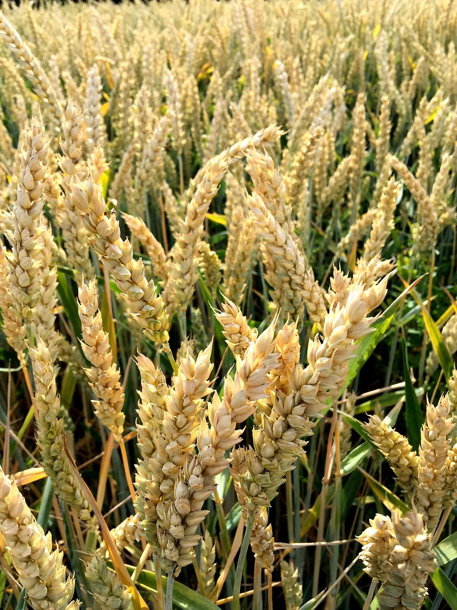 wheat, cereal grain, farming, bread, food, agriculture, nature HD wallpaper