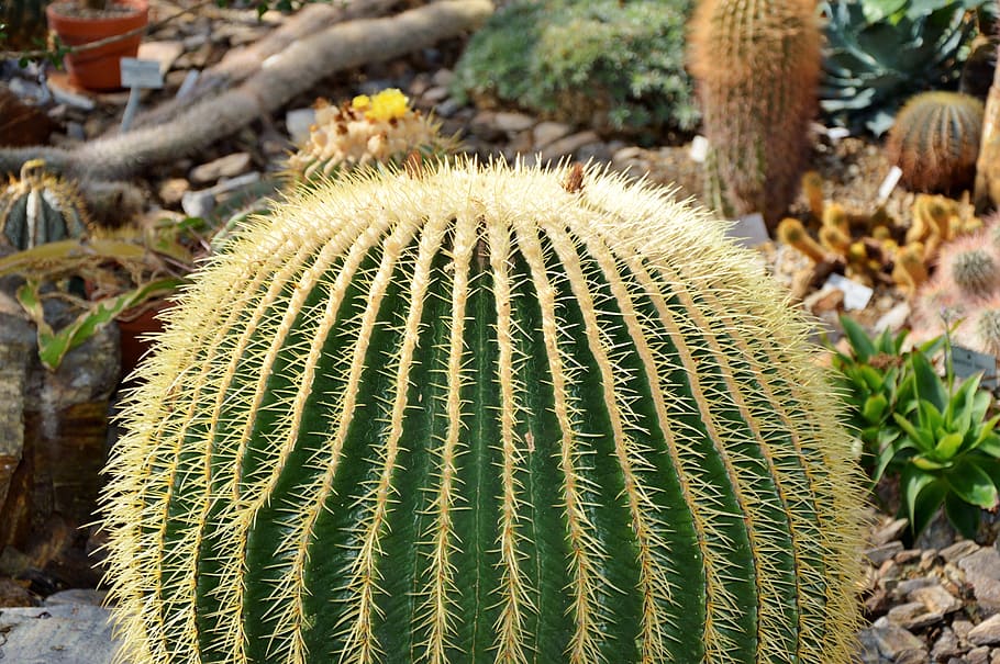cactus, spur, green, prickly, plant, thorns, nature, pointed HD wallpaper