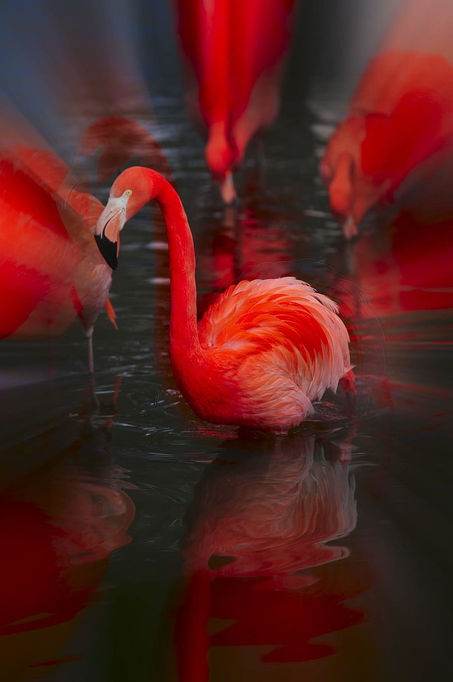 zoo, hellabrunn, munich, animal themes, bird, flamingo, vertebrate HD wallpaper