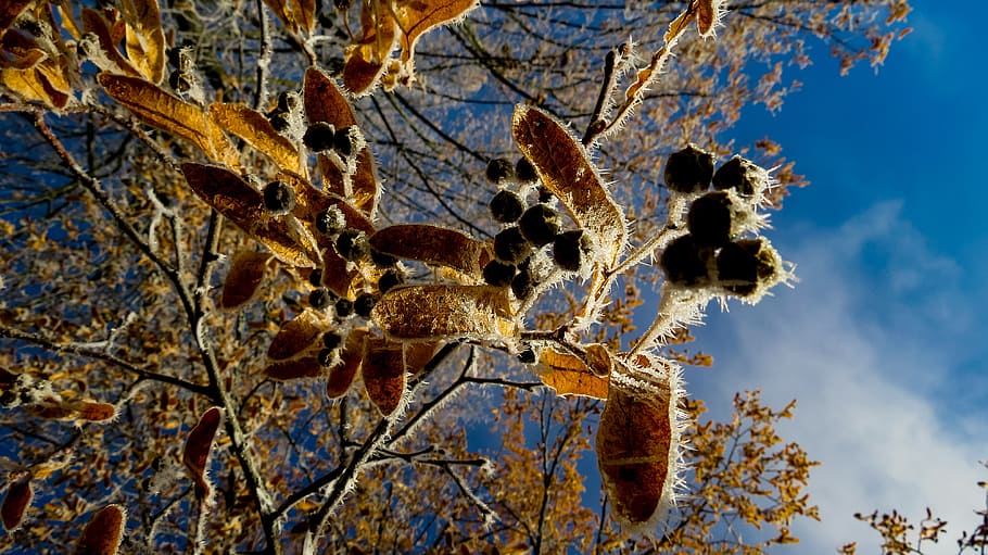 tree, autumn, fall color, nature, fall foliage, colorful, autumn colours HD wallpaper