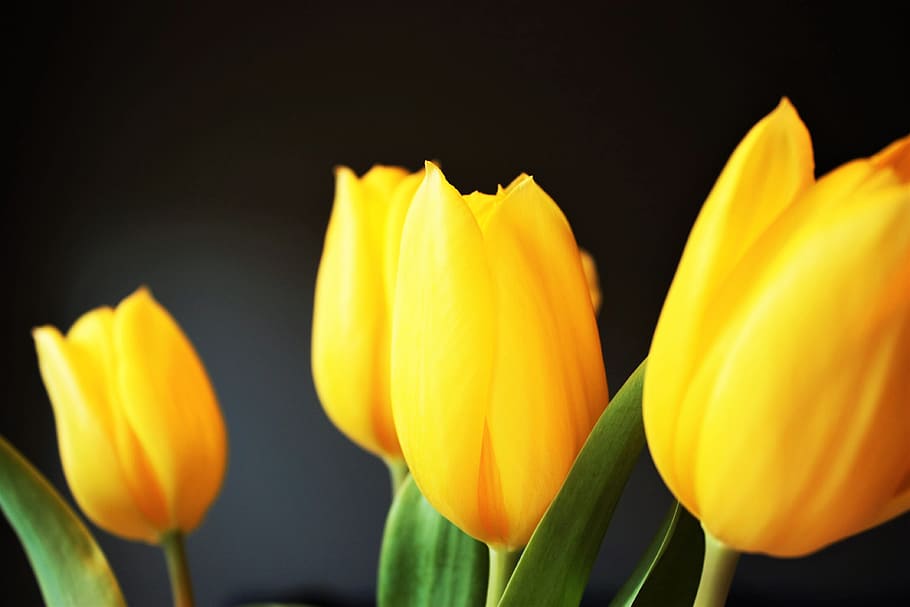 four yellow tulips, focus photography of four yellow tulips, flower HD wallpaper