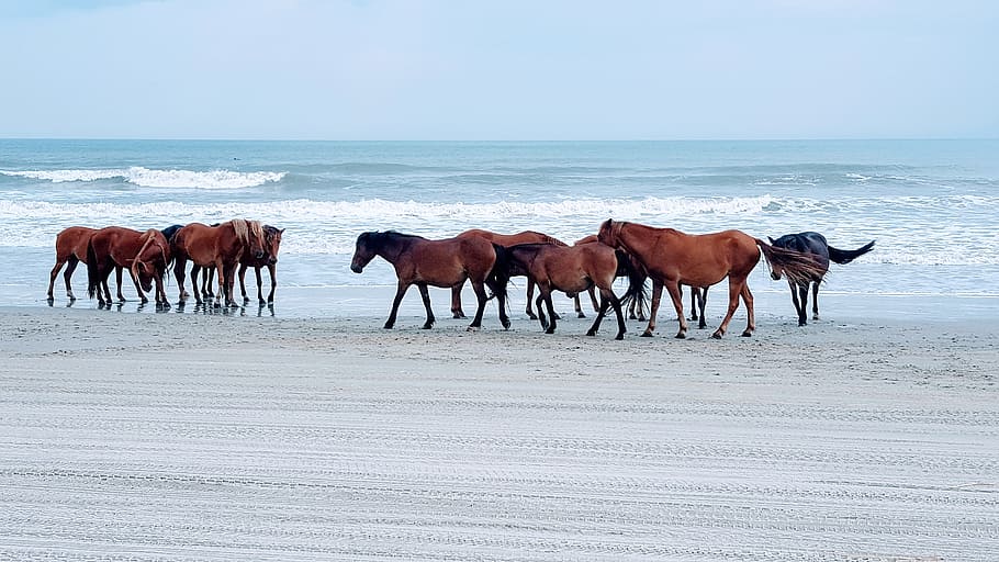 horse, beach, ocean, animal themes, mammal, group of animals HD wallpaper