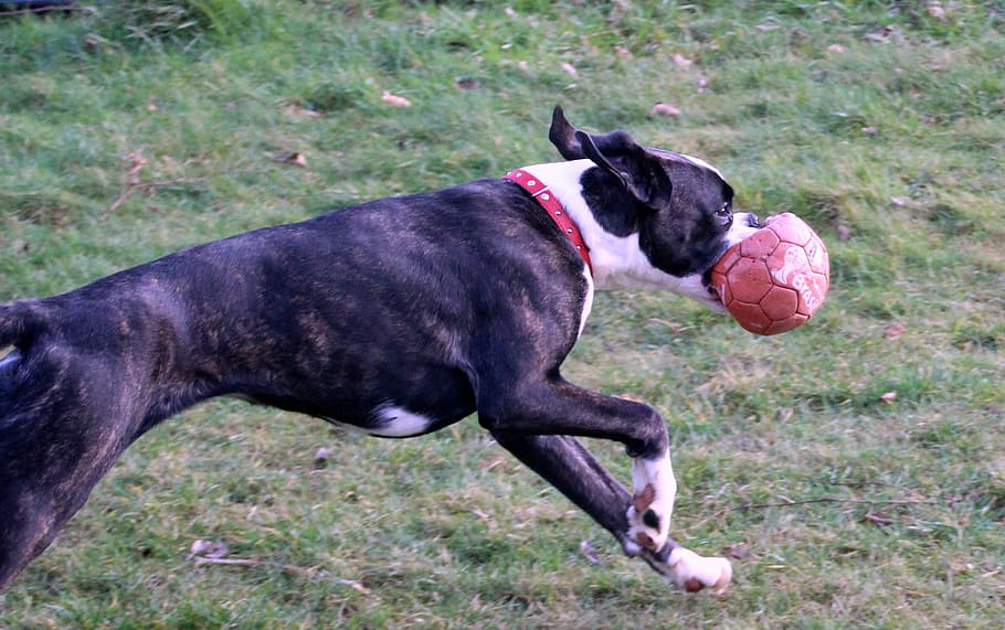 Boxer, Dog, Pet, Run, Steam, let off steam, power, black and white HD wallpaper