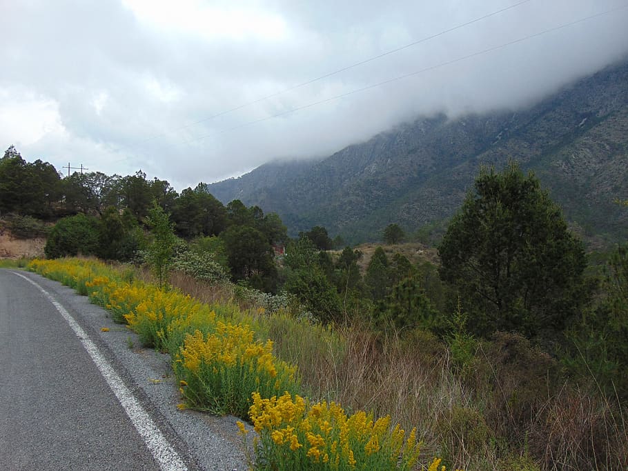 nature, wallpaper, highway, plant, road, tree, transportation HD wallpaper