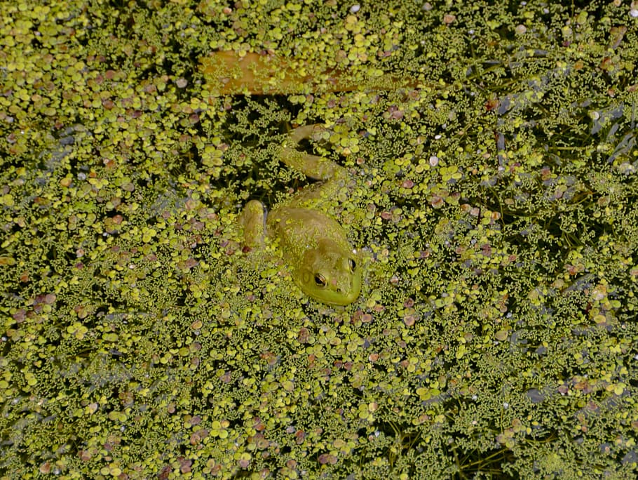 camouflage, frog, hide, green, pond, amphibian, water, habitat HD wallpaper
