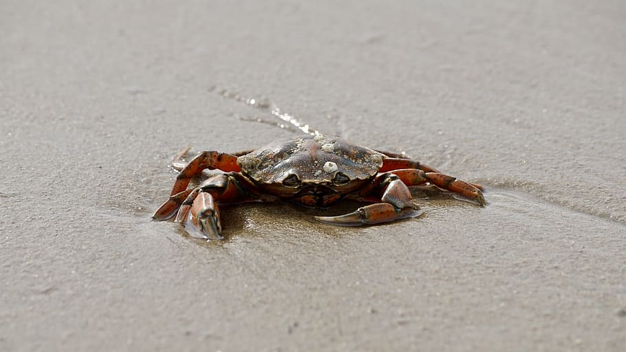 brown and gray crab on sand during daytime, cancer, shellfish HD wallpaper