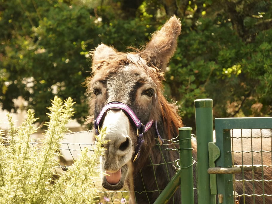 field, pre, donkeys, vendée, mammal, animal themes, domestic animals HD wallpaper