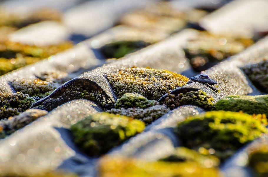 moss, surface, outdoor, soil, lichen, soft, natural, grow, park HD wallpaper