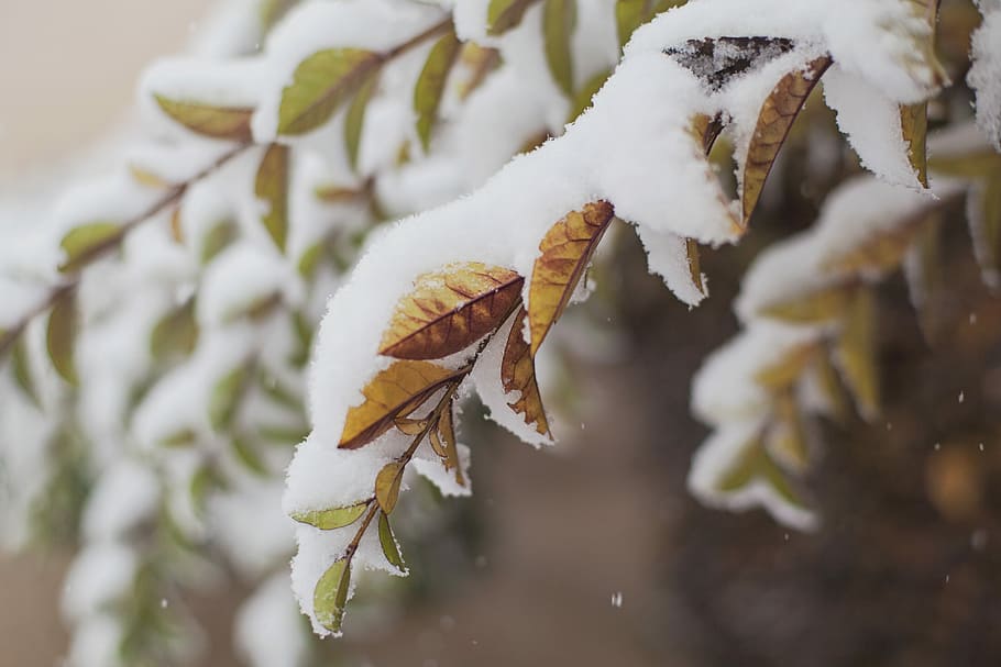 snow covered branch, selective focus photography of leafed coated with snow HD wallpaper