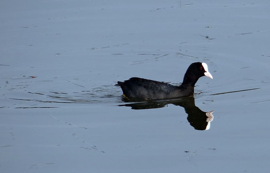 eurasian coot, fulica atra, bird, rallidae, water bird, india HD wallpaper