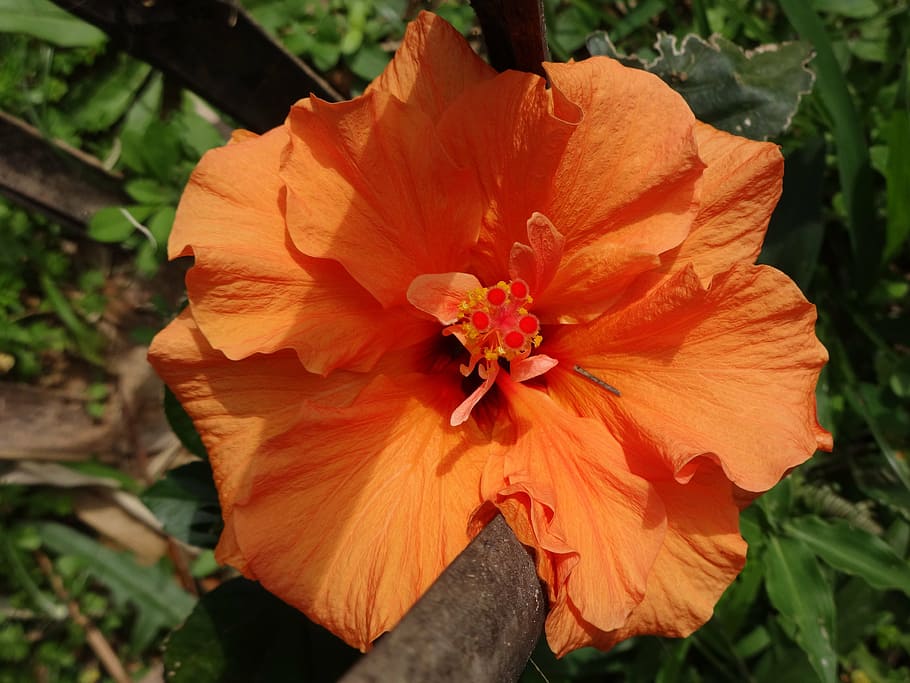 Page 2 | orange hibiscus 1080P, 2K, 4K, 5K HD wallpapers free download