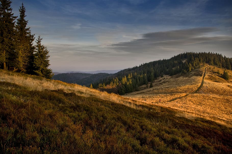 parts of hill covered with trees, mountain covered with trees and grasses HD wallpaper