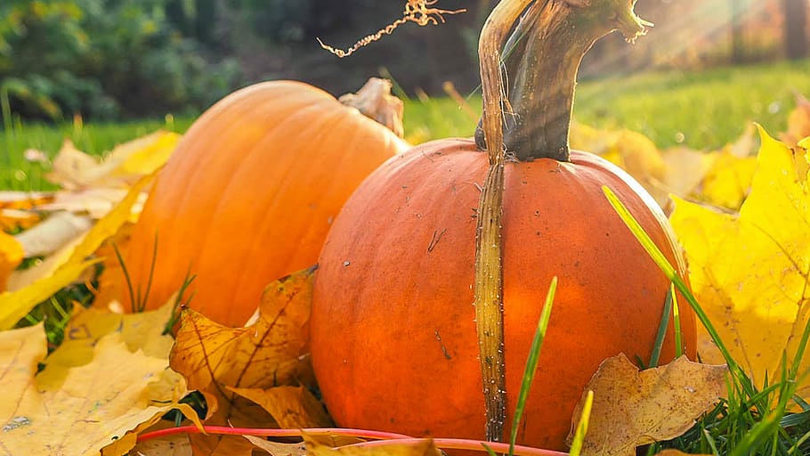 two orange squash closeup photo, two red and orange pumpkins fall decor HD wallpaper