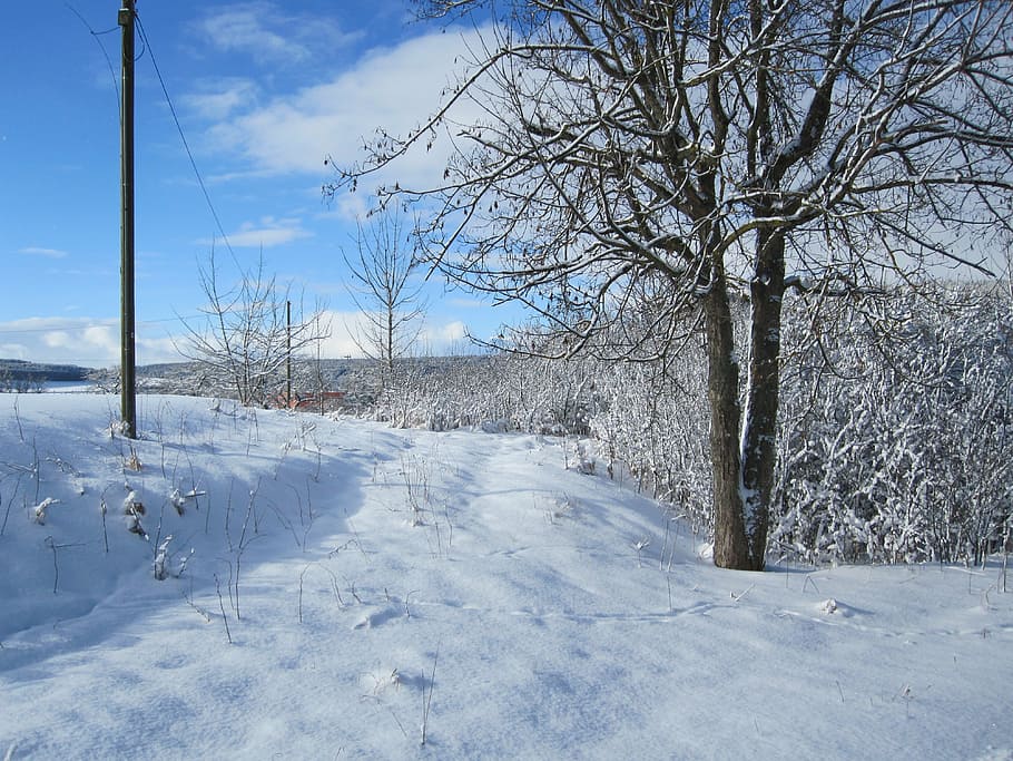 winter, snow, tree, cold temperature, plant, bare tree, white color HD wallpaper