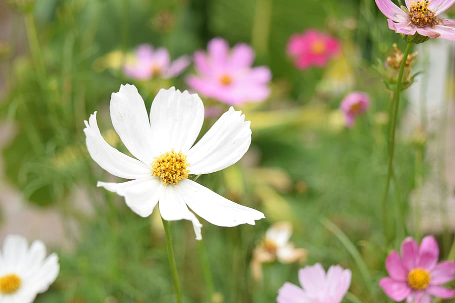 flowers, nice, nature, flowering plant, freshness, beauty in nature HD wallpaper
