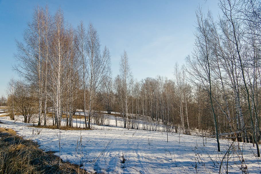 snow, nature, spring, siberia, winter, forest, tree, cloud HD wallpaper
