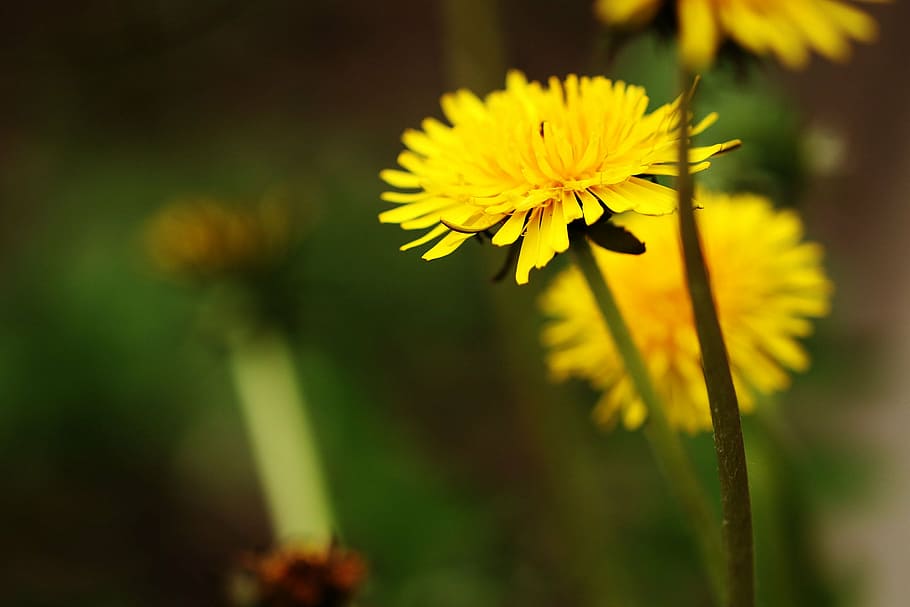 dandelion, spring, spring flower, yellow, plant, nature, summer HD wallpaper