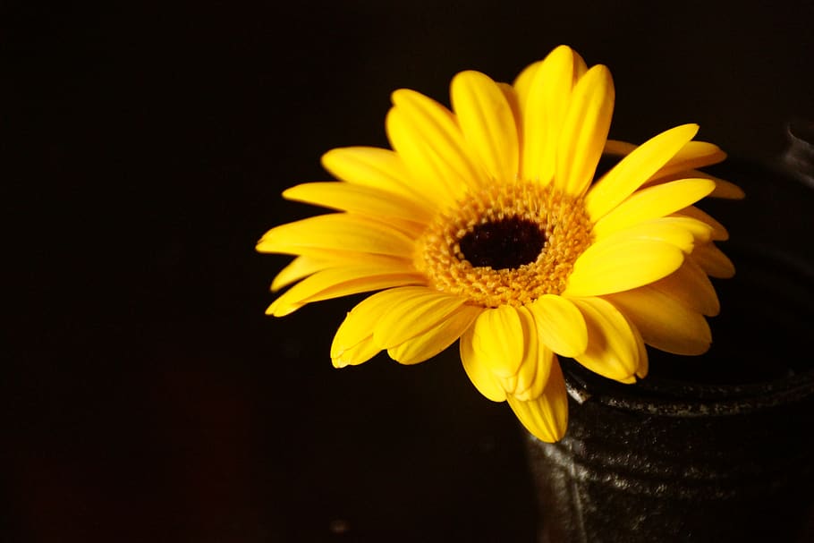 yellow, gerbera, flower, sun, flowering plant, freshness, fragility HD wallpaper