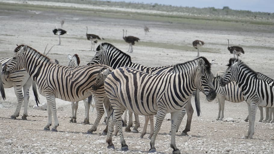 namibia, animal, zebra, group of animals, striped, animal wildlife HD wallpaper