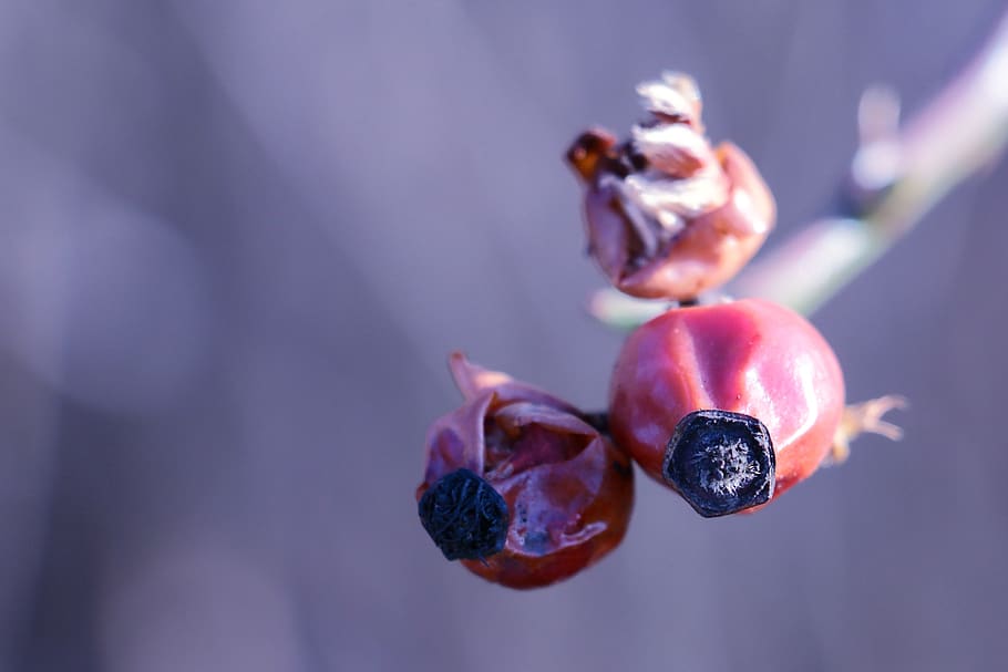 rose hips, twig, red, berry, food and drink, freshness, fruit HD wallpaper