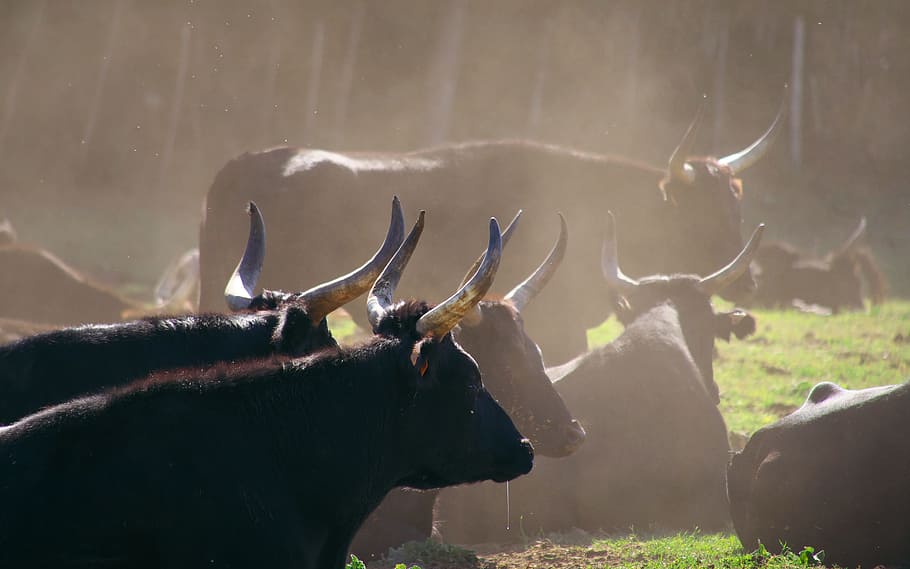 nature, animals, bull, camargue, black, horns, animal themes, HD wallpaper