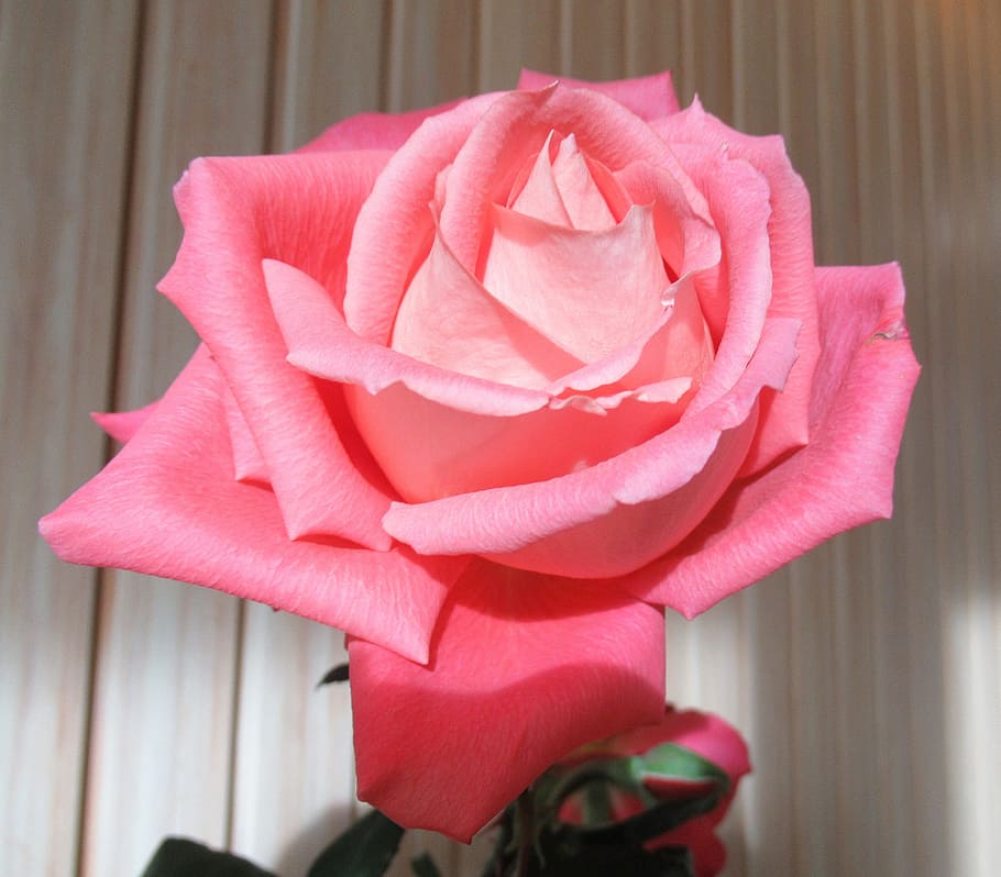 flower, rose, plant, flowering plant, beauty in nature, pink color HD wallpaper