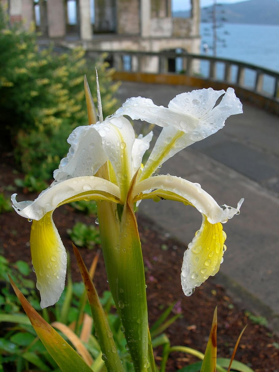 flower, bearded iris, blossom, bloom, petals, close up, plant HD wallpaper