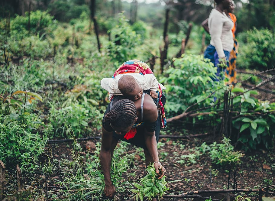 Women farming cassava in Sierra Leone, woman picking leaves, crops, HD wallpaper