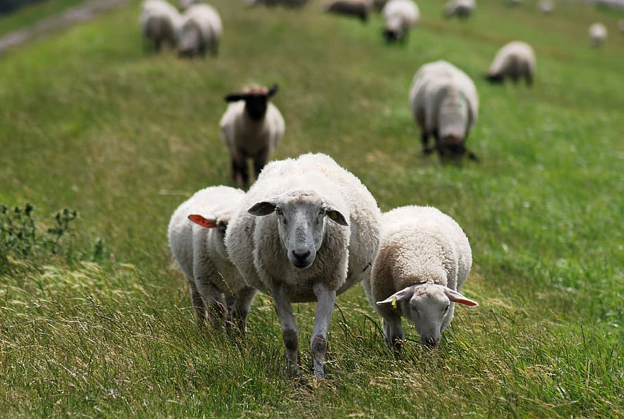 Dike, Sheep, Wool, Friesland, dike sheep, north sea, north sea coast HD wallpaper