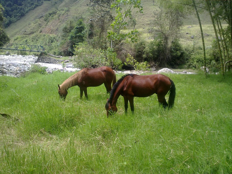 horses, grass, landscape, prado, animals, beach, green, mammals HD wallpaper