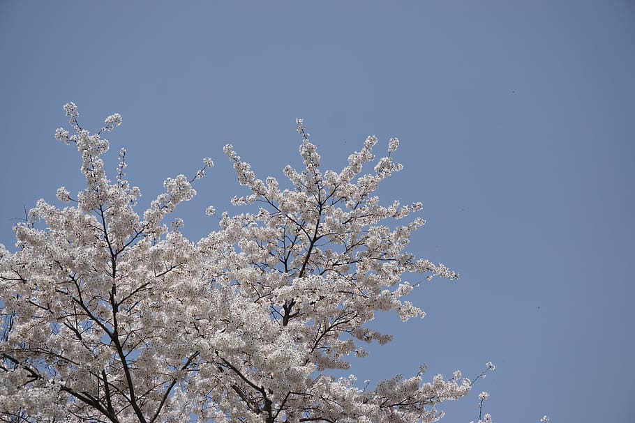 Spring, Cherry, Cherry Blossom, Cherry Tree, sakura, sky, blue sky HD wallpaper