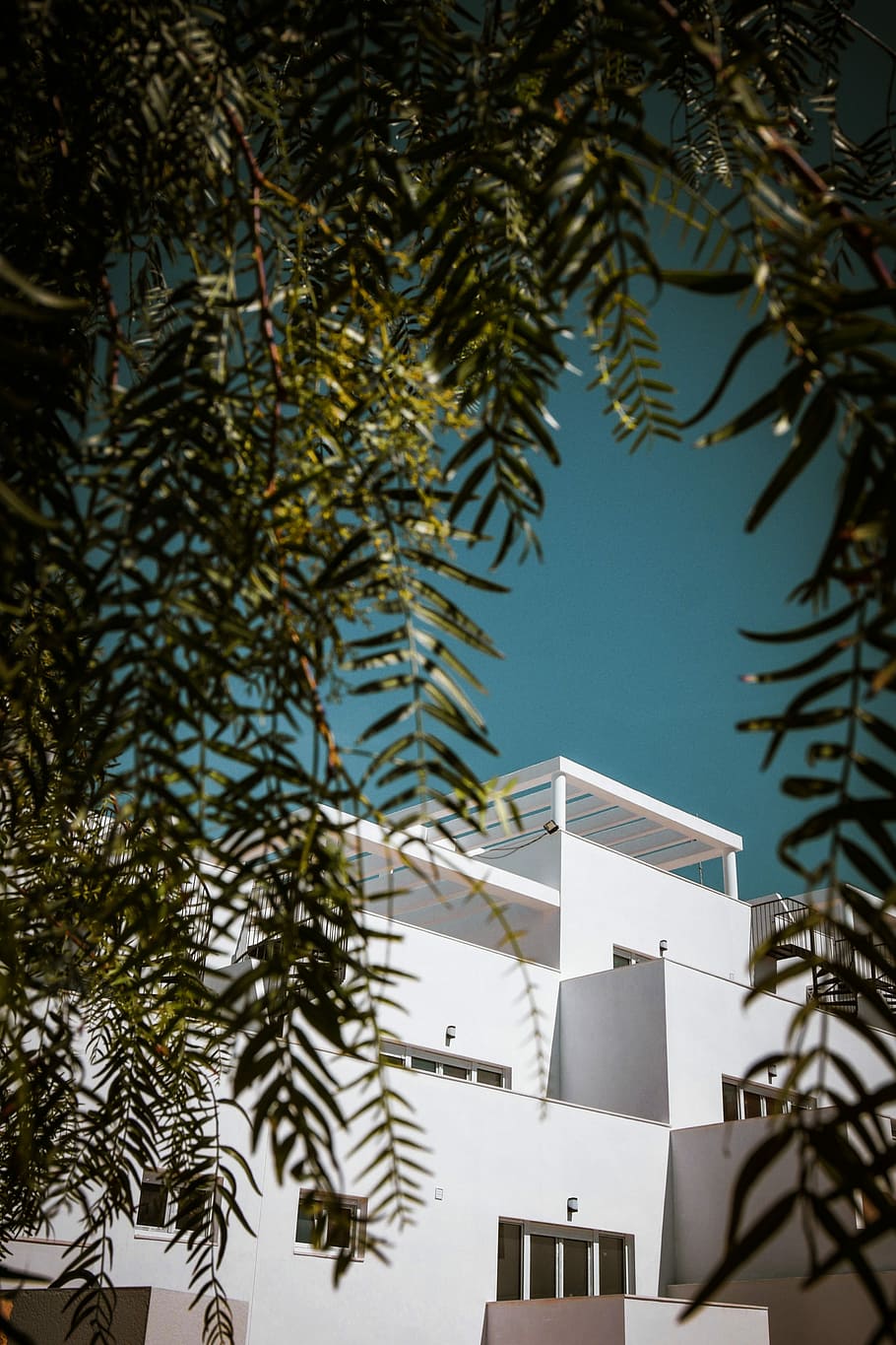 white painted house behind tree, white concrete building during daytime HD wallpaper