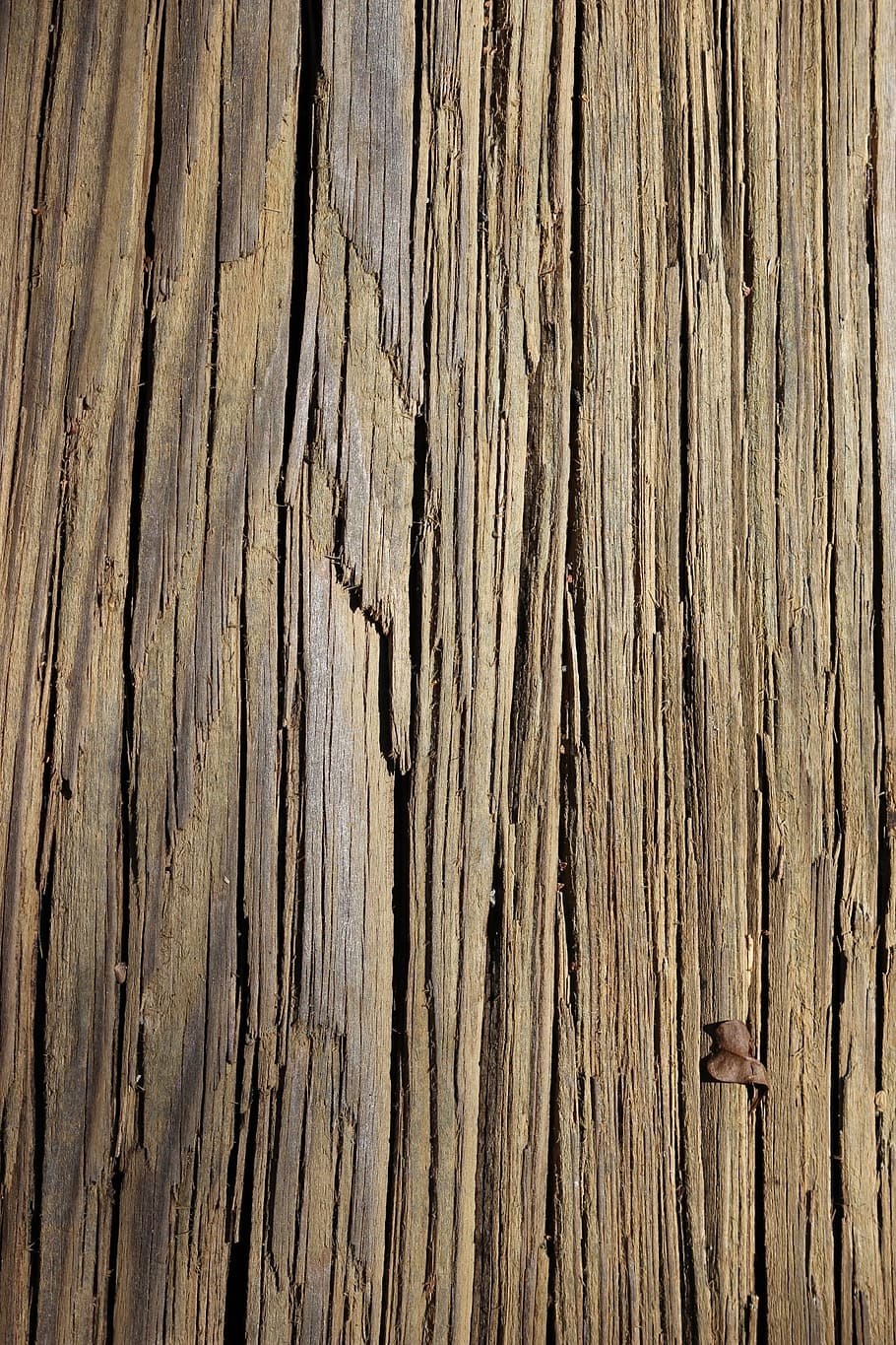 texture, wood, lines, tan, background, tree, nature, wood - material