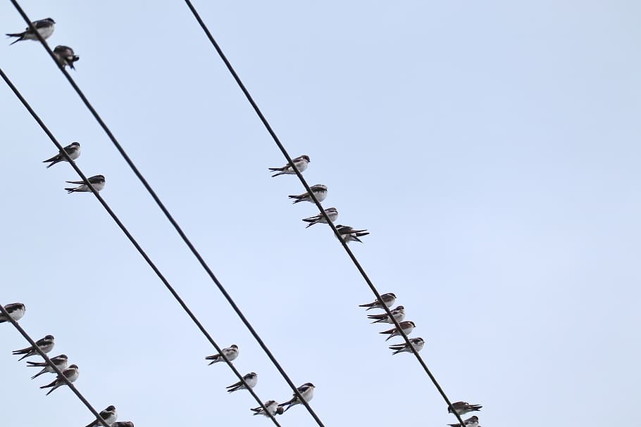 swallows, swarm, power cable, sky, clear sky, group of animals HD wallpaper