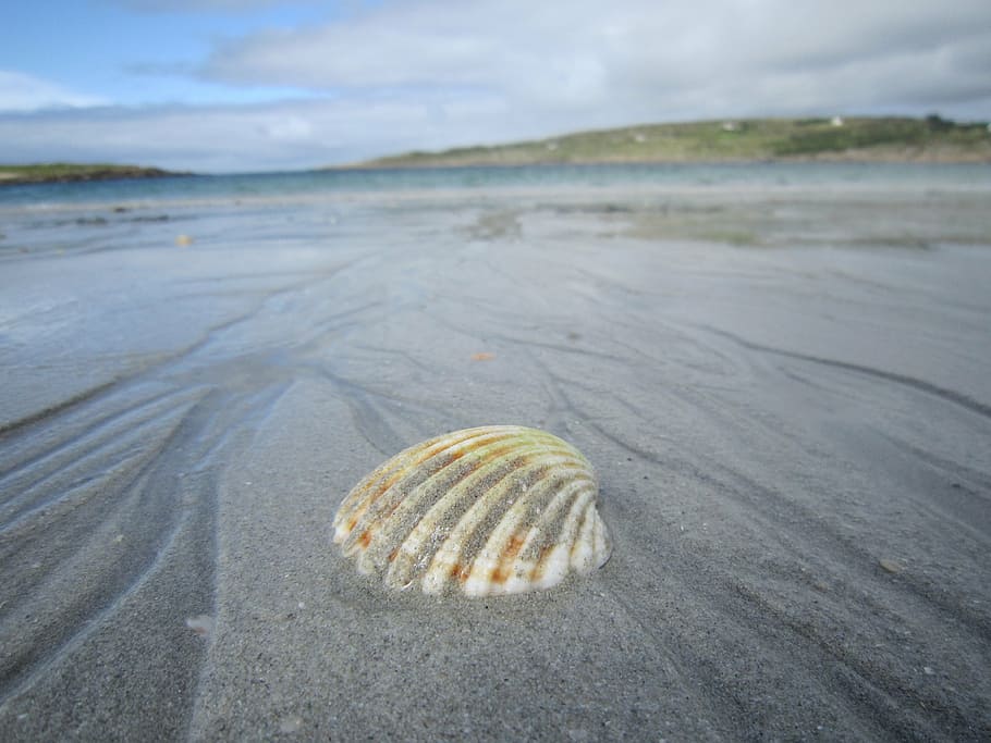 shell, sand, beach, ireland, sea, animal Shell, nature, summer HD wallpaper